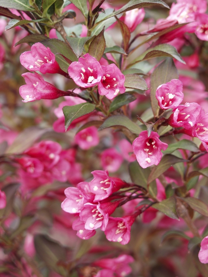 Wine & Roses® - Weigela florida from Milmont Greenhouses Wine & Roses® - Weigela florida from Milmont Greenhouses