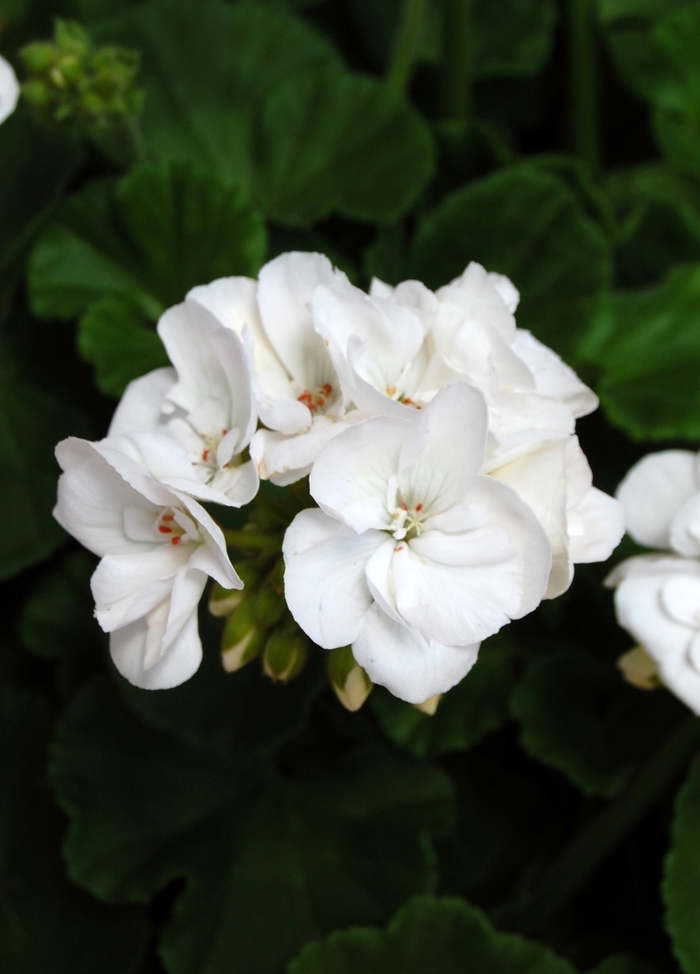 ''Survivor White'' Zonal Geranium - Pelargonium x hortorum from Milmont Greenhouses