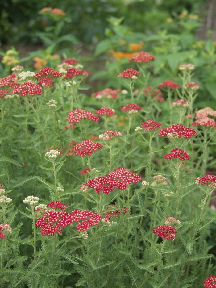 Paprika Yarrow - Achillea millefolium 'Paprika' (Yarrow) from Milmont Greenhouses