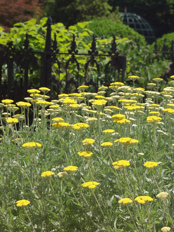 Coronation Gold Yarrow - Achillea 'Coronation Gold' (Yarrow) from Milmont Greenhouses