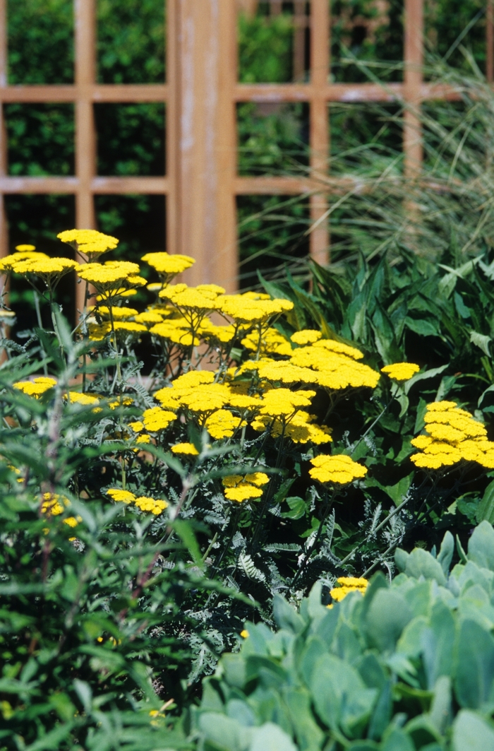 Moonshine Yarrow - Achillea millefolium 'Moonshine' (Yarrow) from Milmont Greenhouses Moonshine Yarrow - Achillea millefolium 'Moonshine' (Yarrow) from Milmont Greenhouses