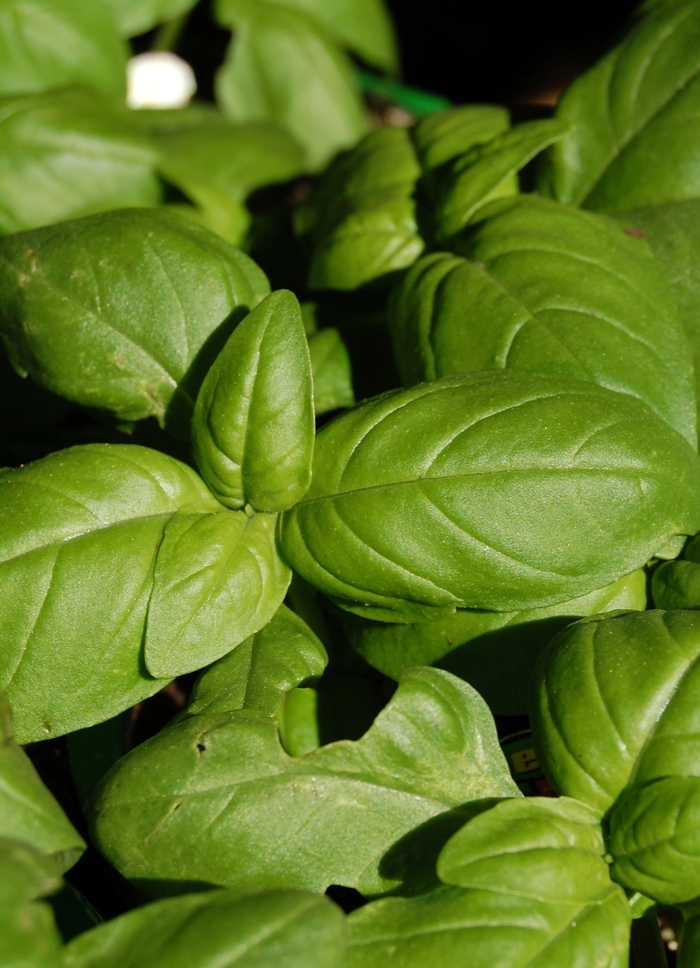 Sweet Basil - Ocimum basilicum (Sweet Basil) from Milmont Greenhouses