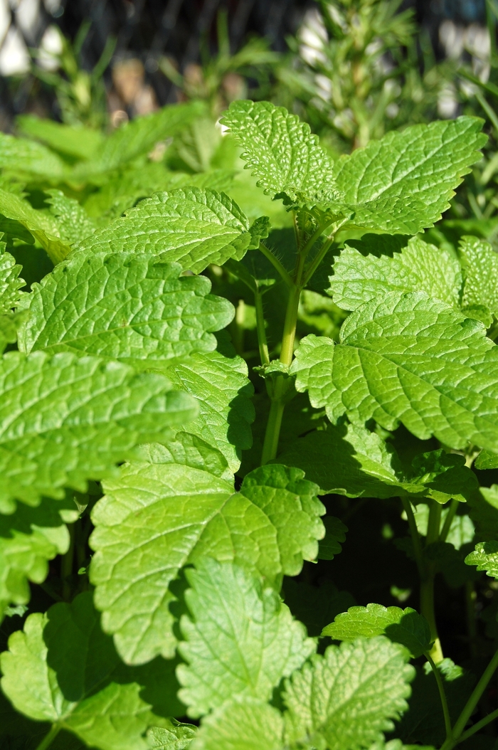 Lemon balm - Melissa officinalis (Lemon balm) from Milmont Greenhouses