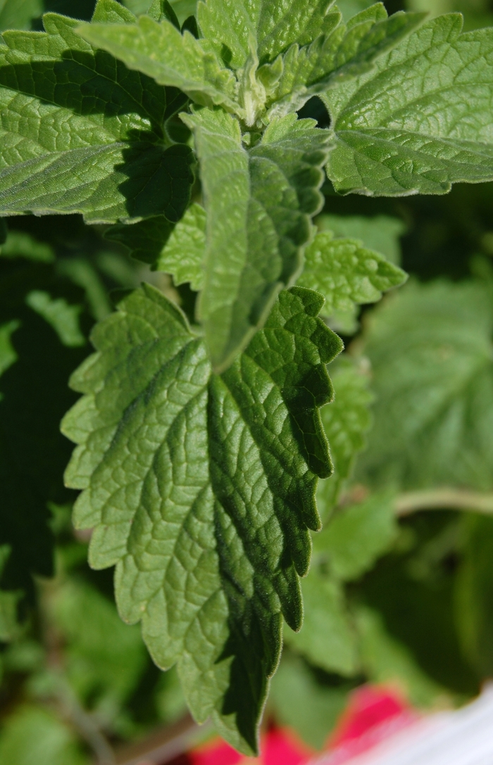 Catnip - Nepeta cataria (Catnip) from Milmont Greenhouses