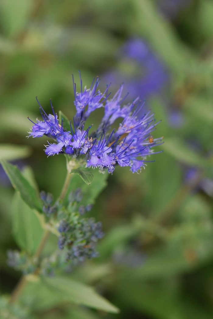 'Dark Knight' Bluebeard - Caryopteris x clandonensis from Milmont Greenhouses