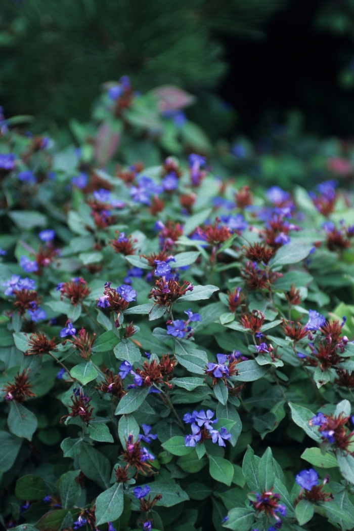 Leadwort - Ceratostigma plumbaginoides (Leadwort) from Milmont Greenhouses