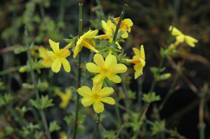 Winter Jasmine - Jasminum nudiflorum from Milmont Greenhouses