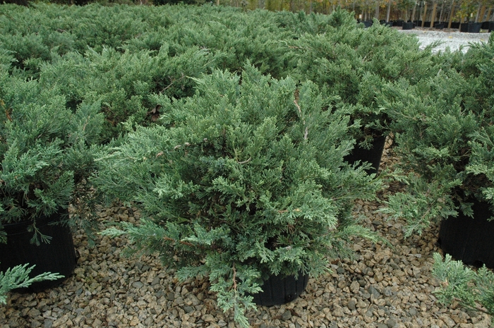 'Expansa ('Parsonii')' Parsons Juniper - Juniperus davurica from Milmont Greenhouses