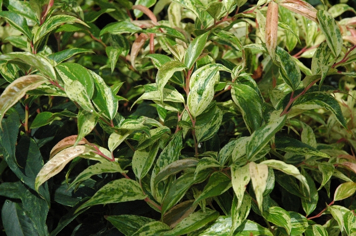'Girard's Rainbow' - Leucothoe fontanesiana from Milmont Greenhouses 'Girard's Rainbow' - Leucothoe fontanesiana from Milmont Greenhouses