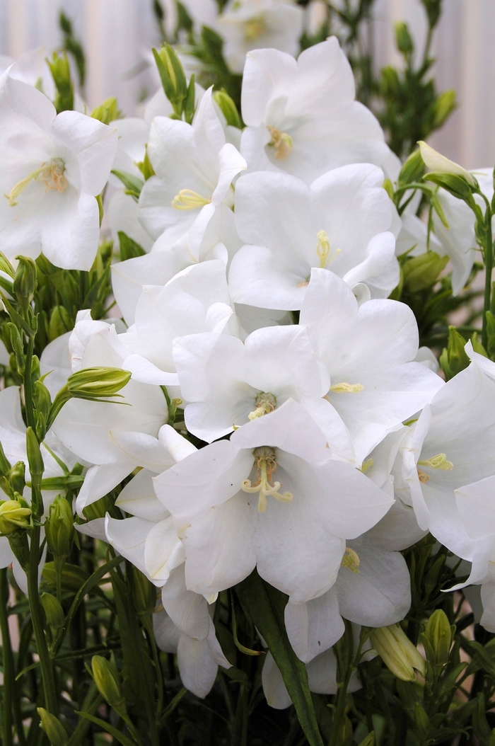 Takion White Bellflower - Campanula persicifolia 'Takion White' (Bellflower) from Milmont Greenhouses
