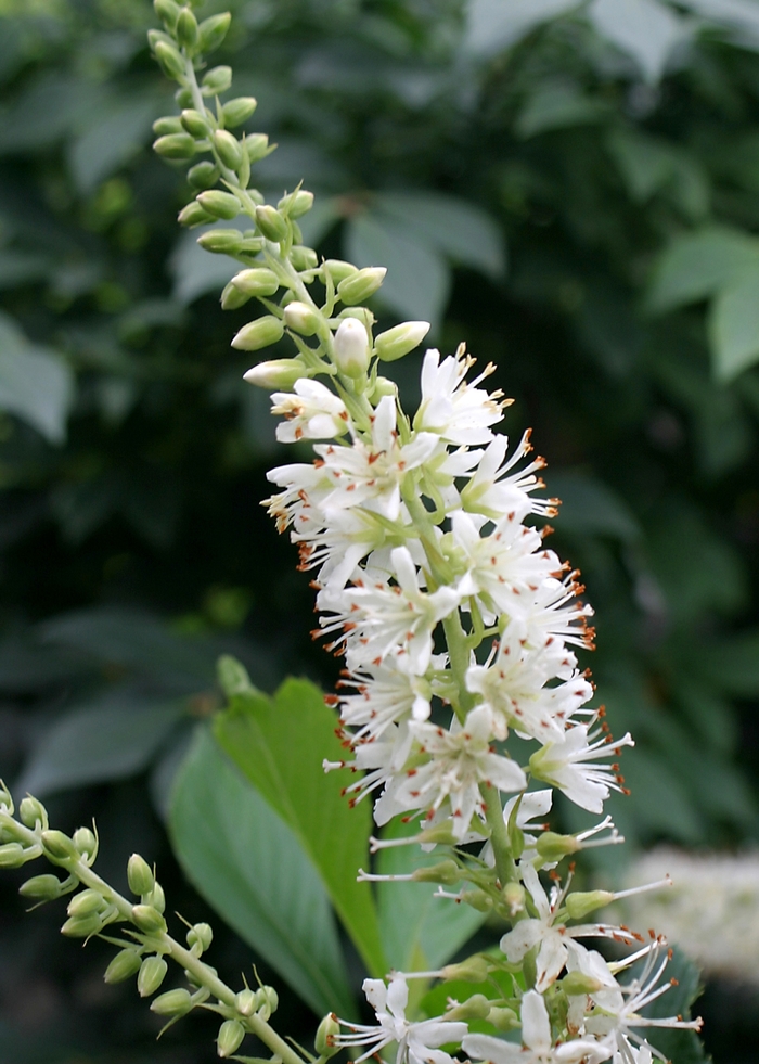 'Sugartina®' Summersweet - Clethra alnifolia from Milmont Greenhouses