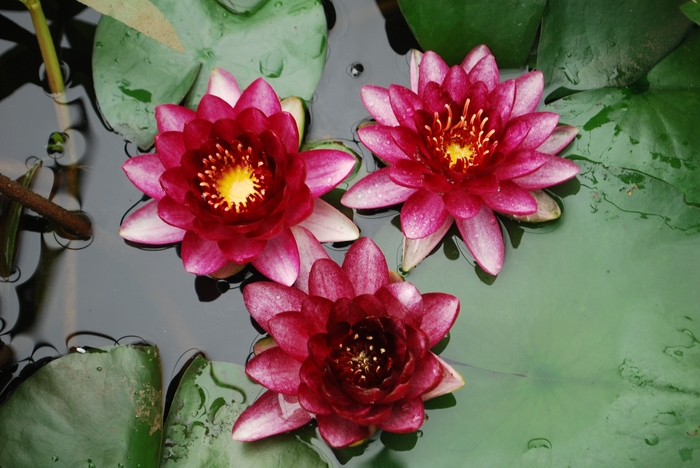 'Almost Black' Waterlily - Nymphaea from Milmont Greenhouses
