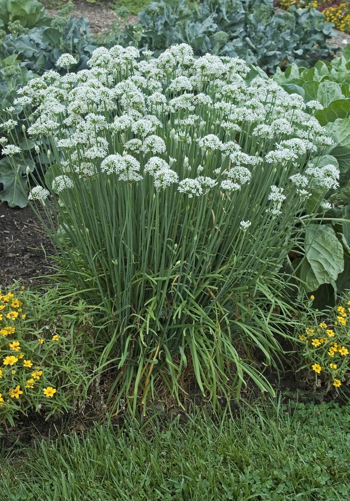 Chives, Garlic - Allium tuberosum (Chives, Garlic) from Milmont Greenhouses