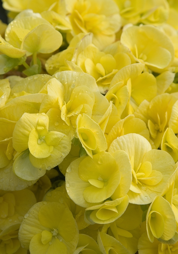 'Amstel Blitz' Rieger Begonia - Begonia x hiemalis from Milmont Greenhouses