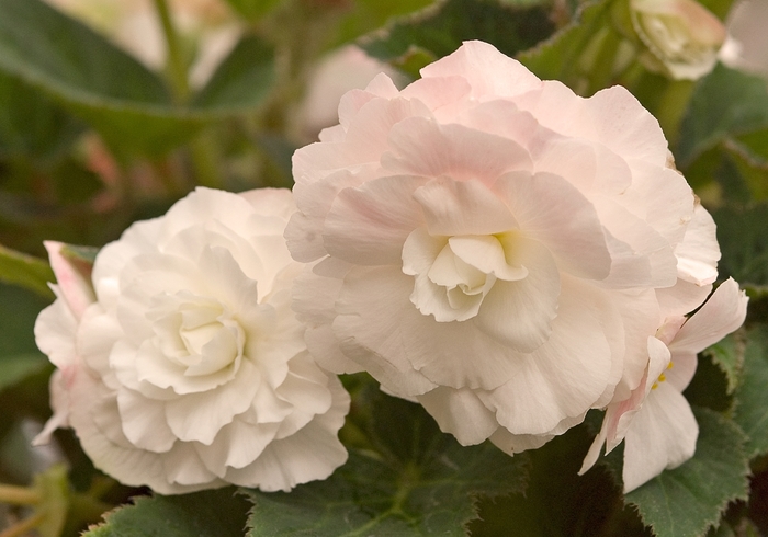 Nonstop® 'Appleblossom' - Begonia x tuberhybrida (Tuberous Begonia) from Milmont Greenhouses