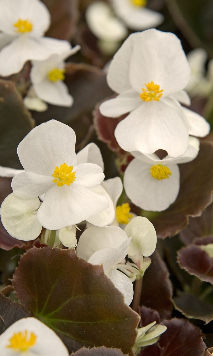 Cocktail® Whiskey - Begonia semperflorens (Wax Begonia) from Milmont Greenhouses