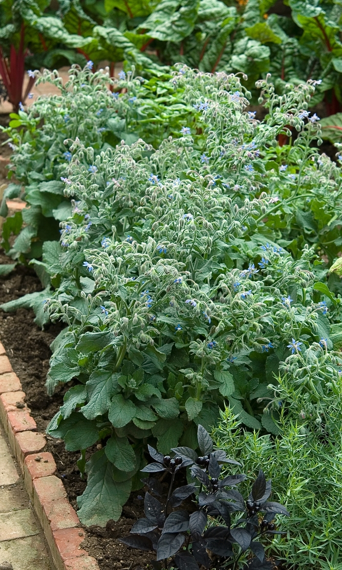 Borage, Blue - Borago officianalis (Borage, Blue) from Milmont Greenhouses