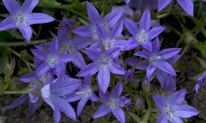 'Blue Waterfall&trade;' Serbian Bellflower - Campanula poscharskyana from Milmont Greenhouses