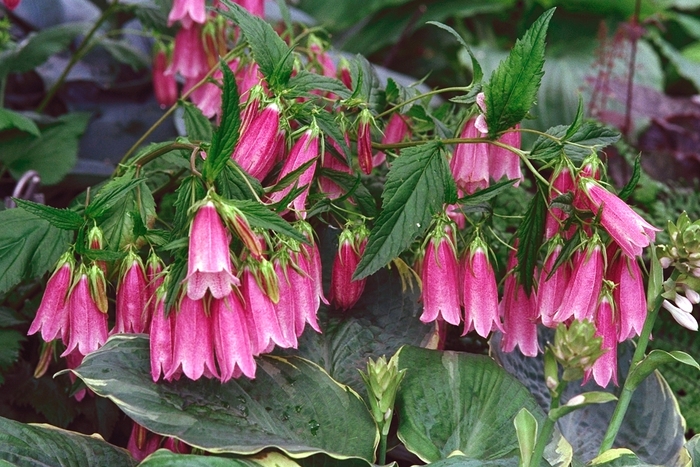 Cherry Bells Bellflower - Campanula punctata 'Cherry Bells' (Bellflower) from Milmont Greenhouses Cherry Bells Bellflower - Campanula punctata 'Cherry Bells' (Bellflower) from Milmont Greenhouses