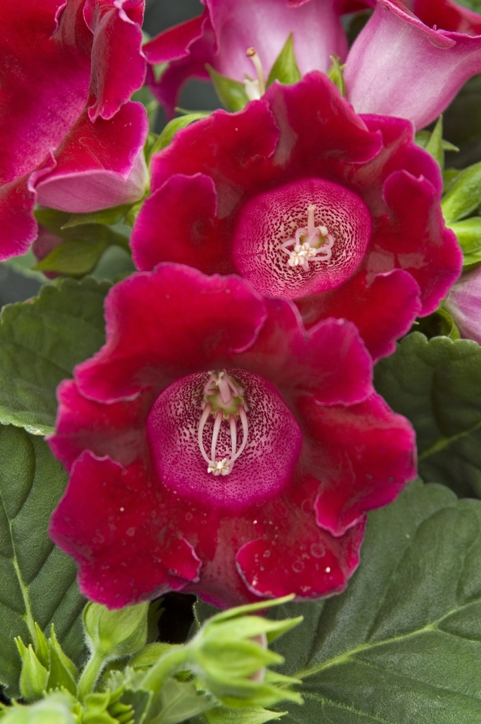 Red Gloxinia - Sinningia speciosa from Milmont Greenhouses