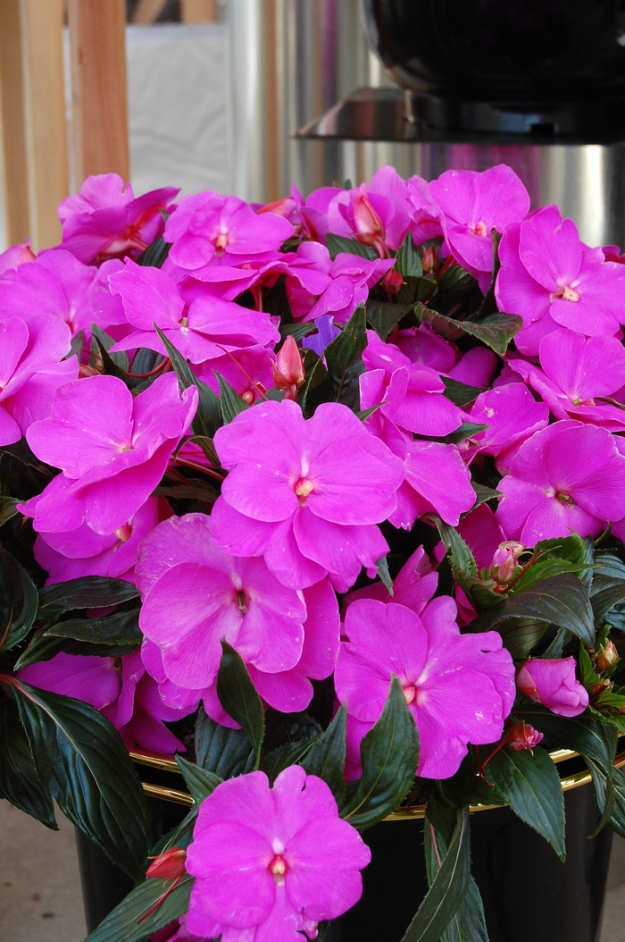 'Magnum Lavender' Magnum Lavender New Guinea Impatien - Impatiens hawkeri from Milmont Greenhouses