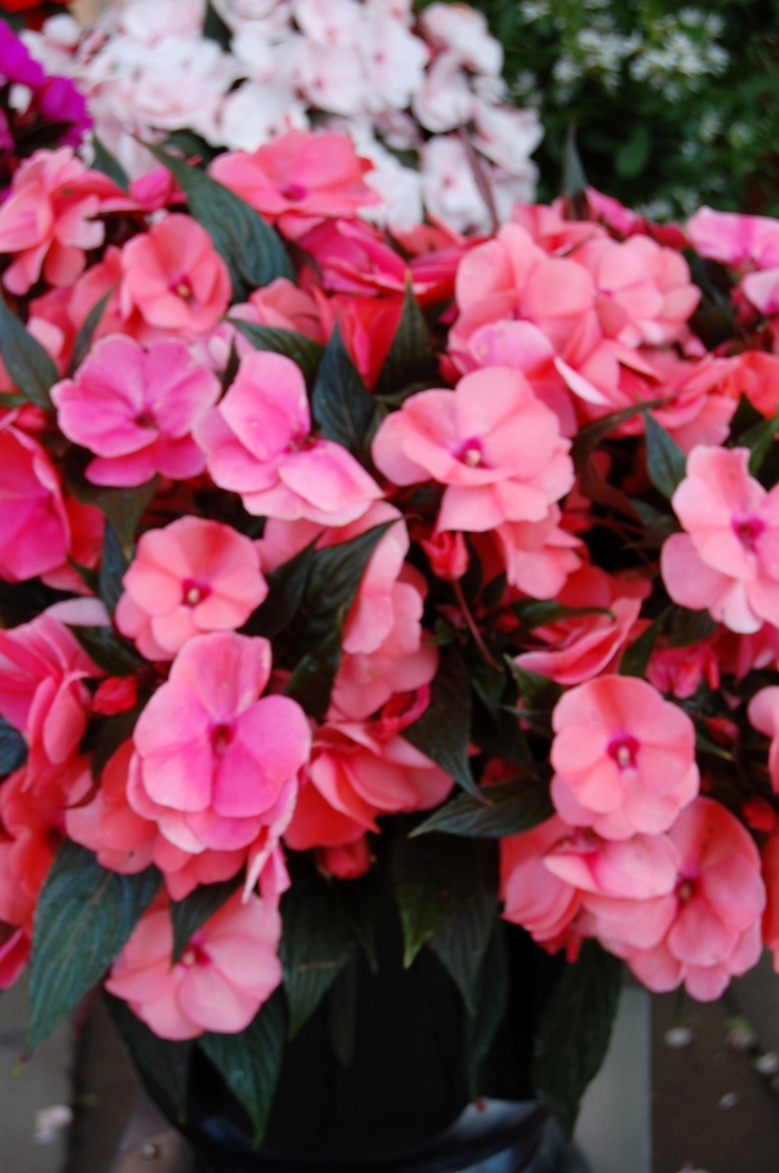 'Magnum Salmon' Magnum Salmon New Guinea Impatien - Impatiens hawkeri from Milmont Greenhouses