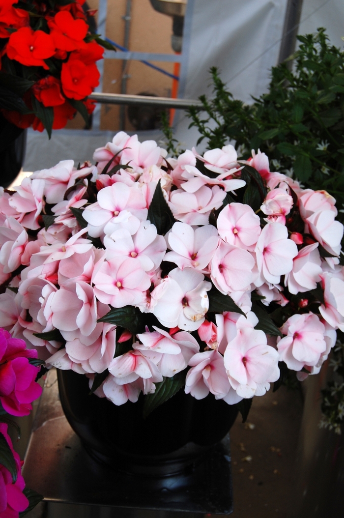 'Magnum White Blush' Magnum White Blush New Guinea Impatien - Impatiens hawkeri from Milmont Greenhouses