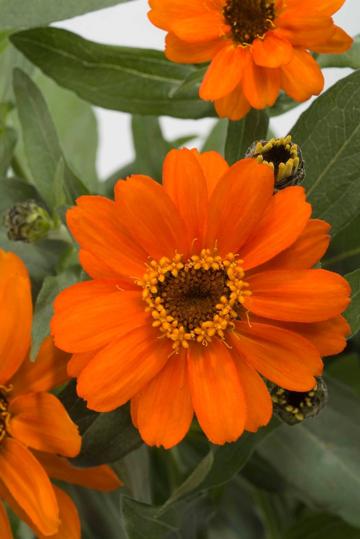 Profusion 'Orange' - Zinnia from Milmont Greenhouses