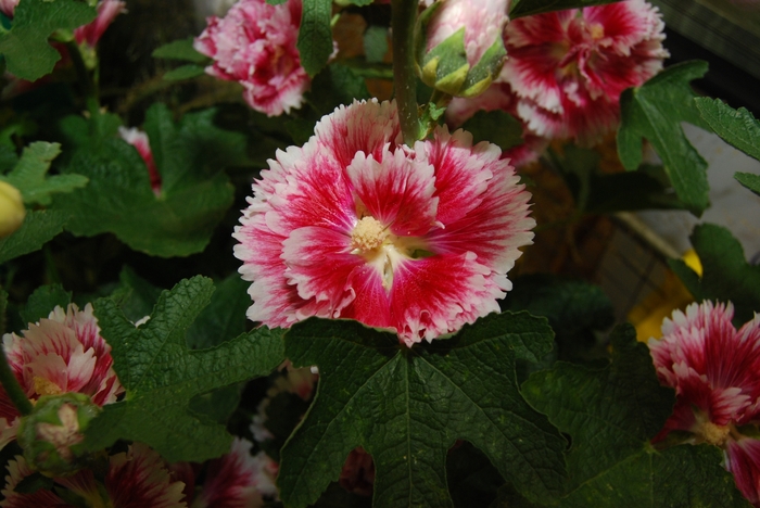 Fiesta Time Hollyhock - Alcea rosea 'Fiesta Time' (Hollyhock) from Milmont Greenhouses