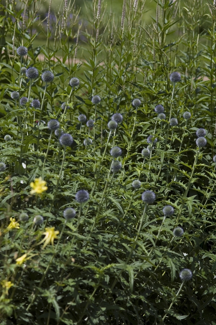 Globe Thistle - Echinops ritro from Milmont Greenhouses