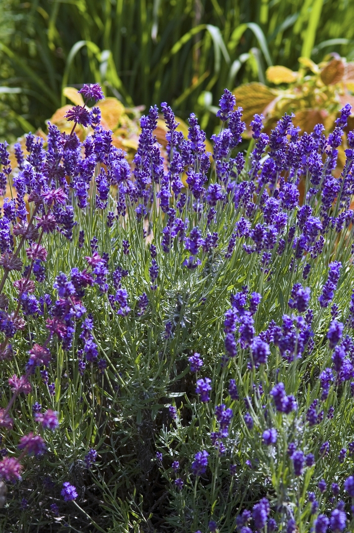 'Hidcote' Lavender - Lavandula angustifolia from Milmont Greenhouses