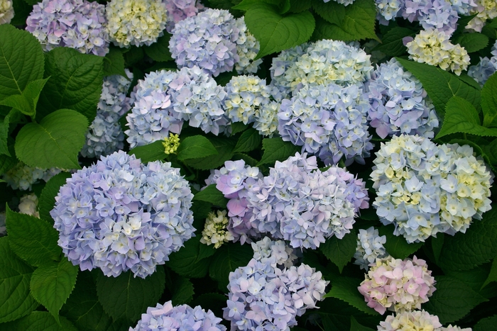 'The Original' Bigleaf Hydrangea - Hydrangea macrophylla from Milmont Greenhouses