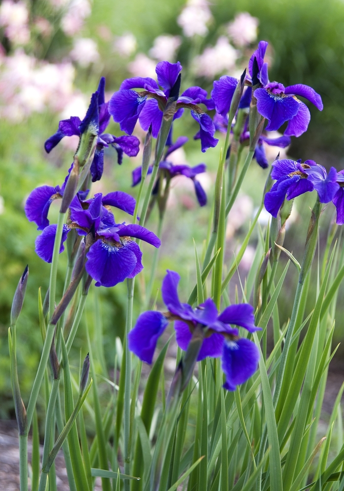 Caesar's Brother Siberian Iris - Iris sibirica 'Caesar's Brother' (Siberian Iris) from Milmont Greenhouses