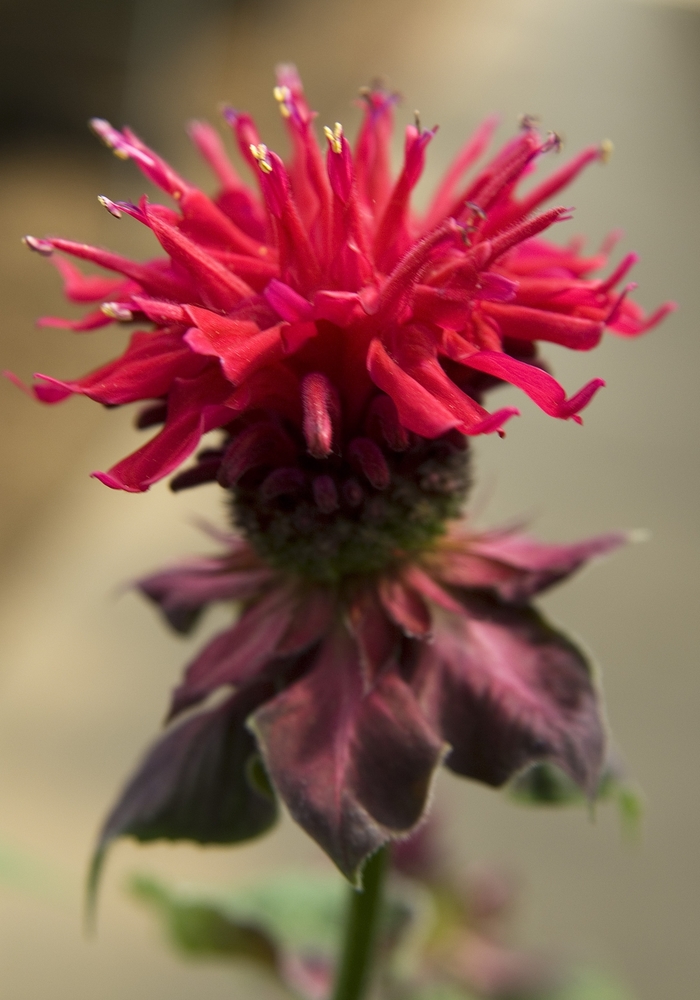 Fireball Bee Balm - Monarda didyma 'Fireball' PP14,235 (Bee Balm) from Milmont Greenhouses