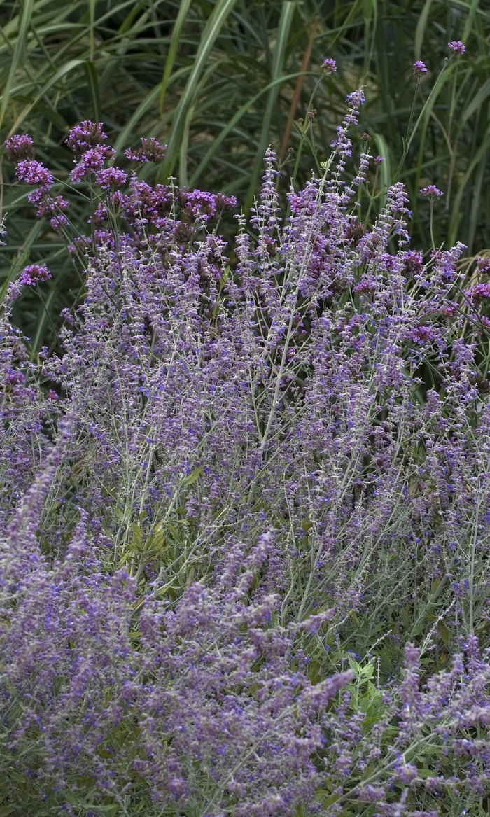 Little Spire Russian Sage - Perovskia atriplicifolia 'Little Spire' PP11643 (Russian Sage) from Milmont Greenhouses