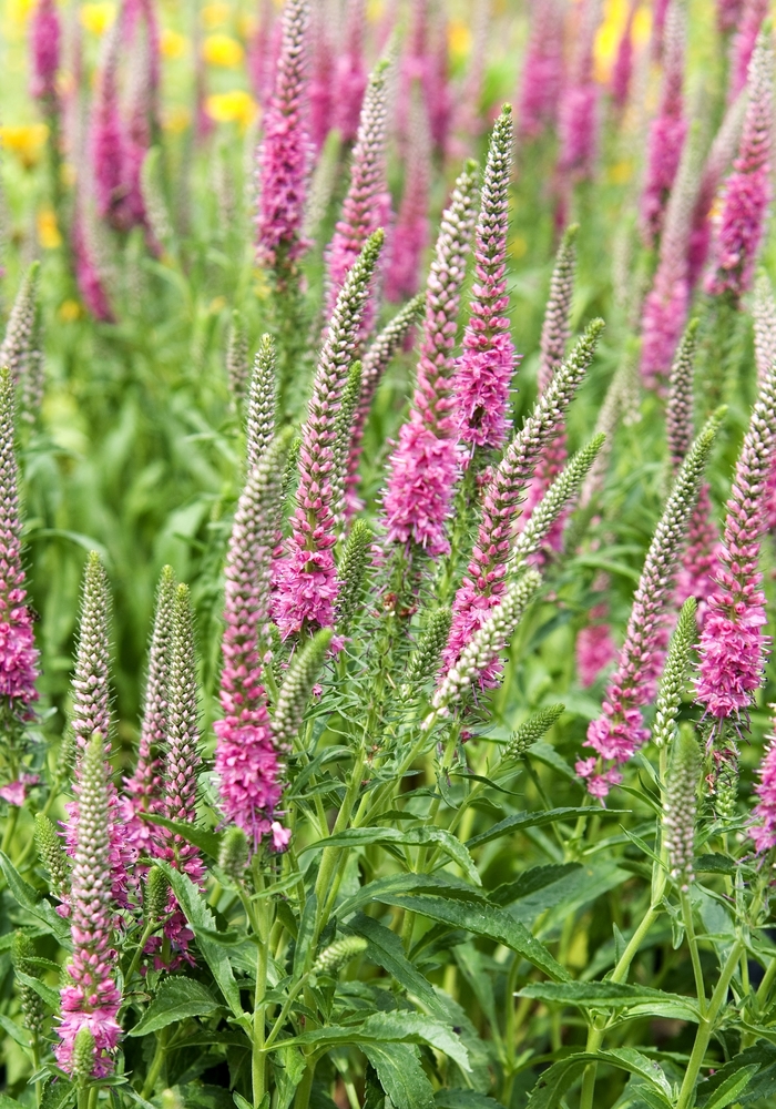 Red Fox Speedwell - Veronica spicata 'Red Fox' (Speedwell) from Milmont Greenhouses