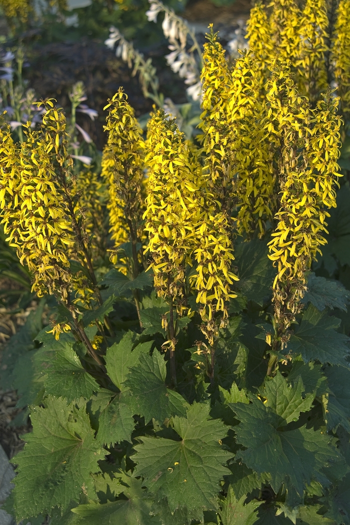 Little Rocket Leopard Plant - Ligularia stenocephala 'Little Rocket' (Leopard Plant) from Milmont Greenhouses