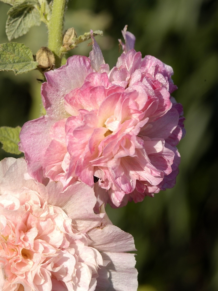 'Peaches 'n' Dreams' Hollyhock - Alcea rosea from Milmont Greenhouses