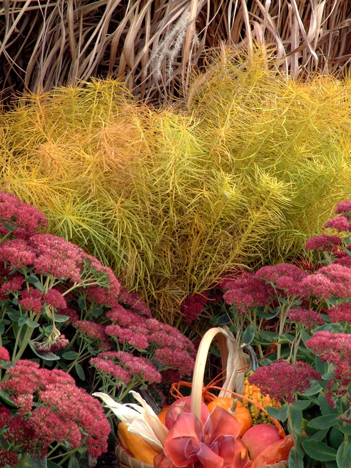 Threadleaf Blue Star - Amsonia hubrichtii from Milmont Greenhouses