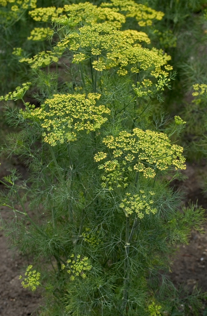 Fernleaf Dill - Anethum graveolens 'Fernleaf' (Dill) from Milmont Greenhouses