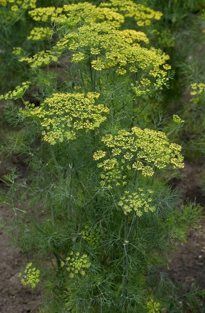 Fernleaf Dill - Anethum graveolens 'Fernleaf' (Dill) from Milmont Greenhouses Fernleaf Dill - Anethum graveolens 'Fernleaf' (Dill) from Milmont Greenhouses