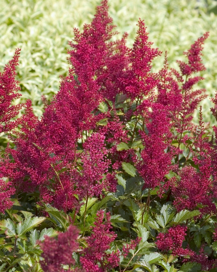 'Red Sentinel' False Spirea - Astilbe japonica from Milmont Greenhouses
