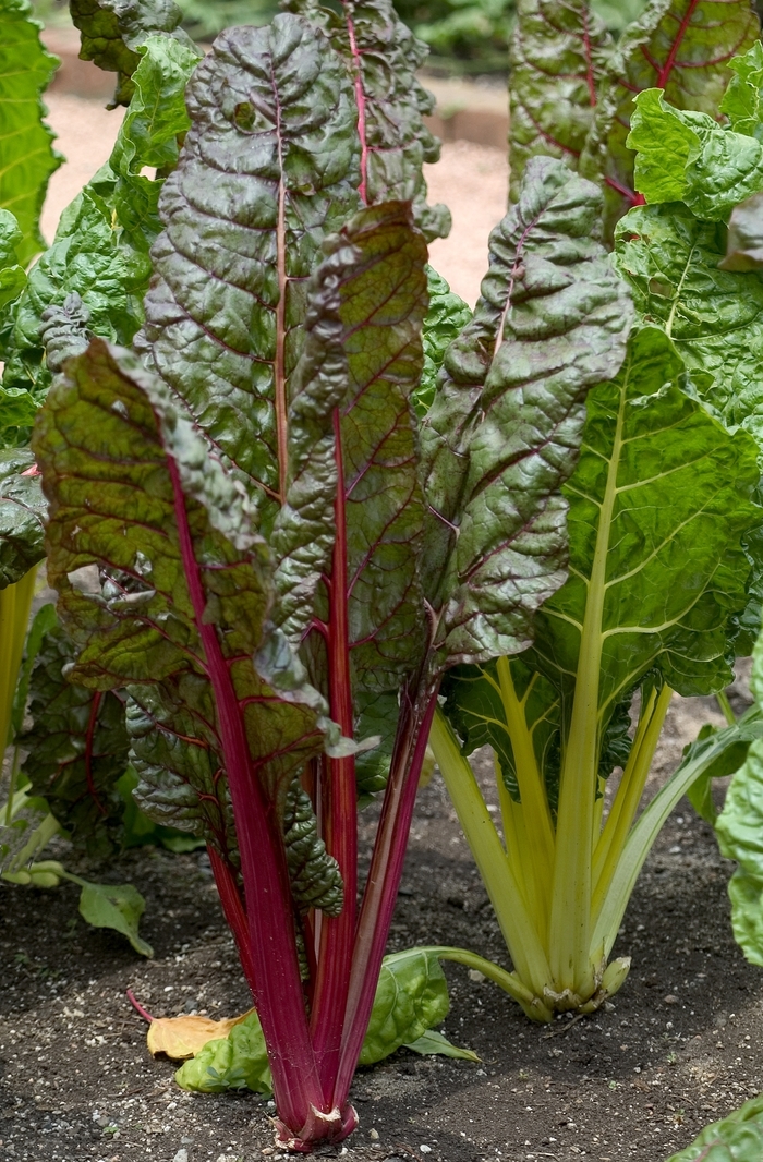 'Bright Lights' Swiss Chard - Beta vulgaris var cicla from Milmont Greenhouses