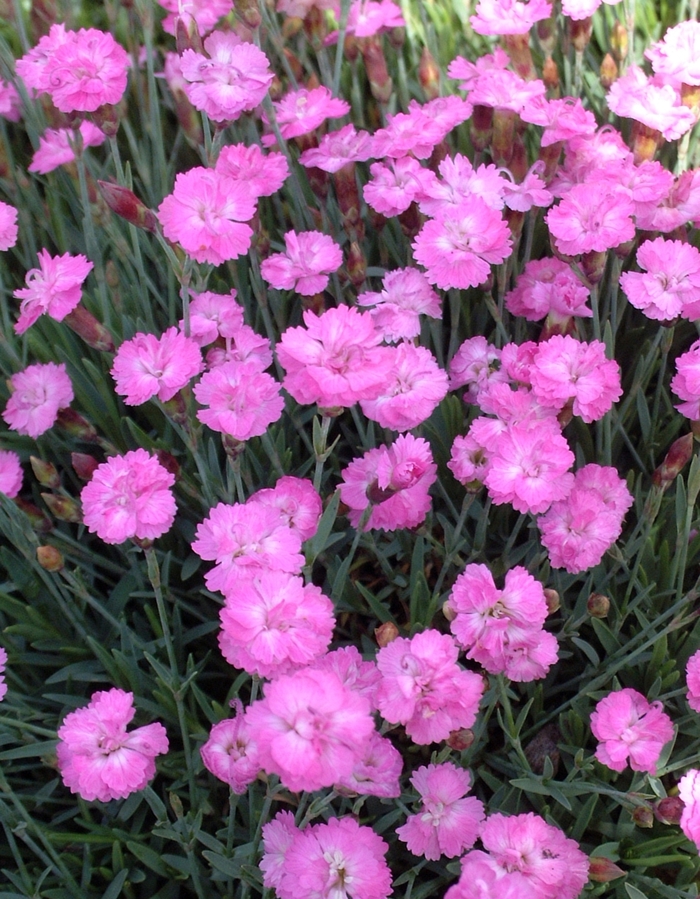 'Tiny Rubies' Cheddar Pinks - Dianthus gratianapolitanus from Milmont Greenhouses