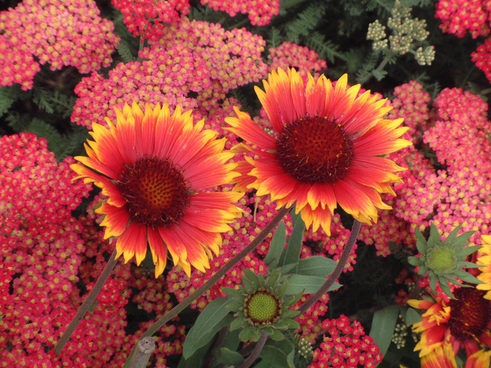 Dazzler Blanket Flower - Gaillardia aristata 'Dazzler' (Blanket Flower) from Milmont Greenhouses