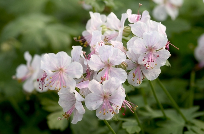 'Biokova Karmina' Bloody Cranesbill - Geranium x cantabrigense from Milmont Greenhouses