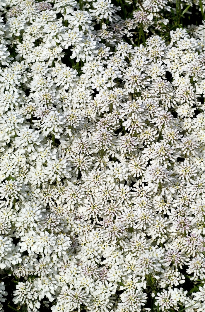 Snowflake Evergreen Candytuft - Iberis sempervirens 'Snowflake' (Evergreen Candytuft) from Milmont Greenhouses Snowflake Evergreen Candytuft - Iberis sempervirens 'Snowflake' (Evergreen Candytuft) from Milmont Greenhouses