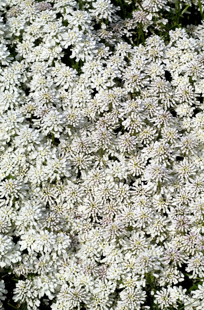 Snowflake Evergreen Candytuft - Iberis sempervirens 'Snowflake' (Evergreen Candytuft) from Milmont Greenhouses