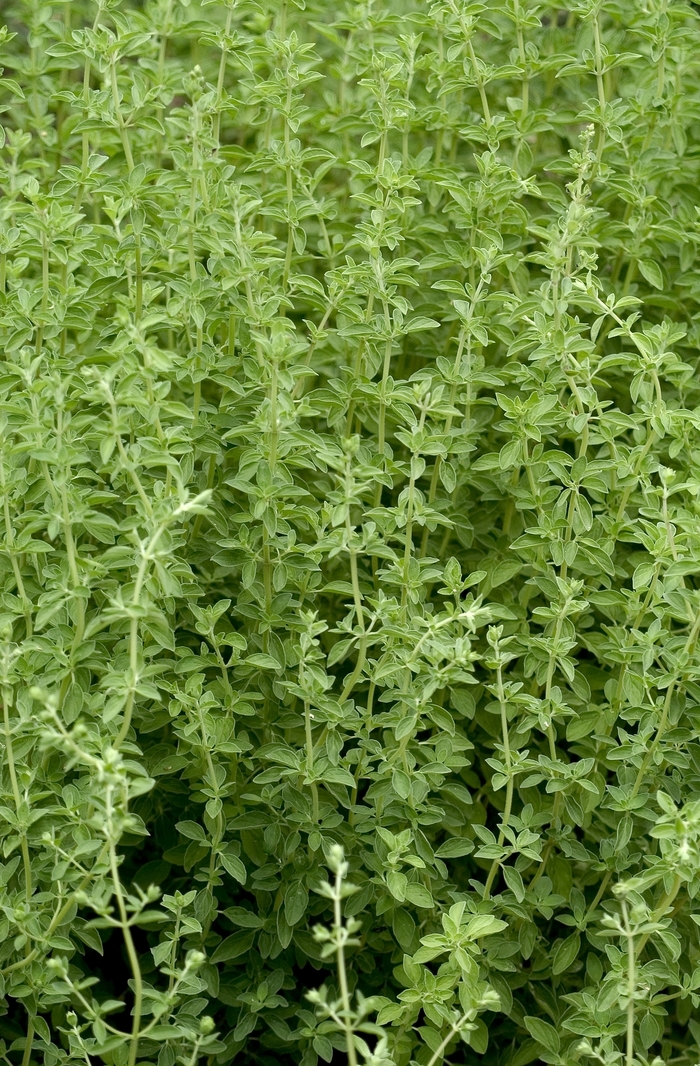 Sweet Marjoram - Origanum majorana from Milmont Greenhouses