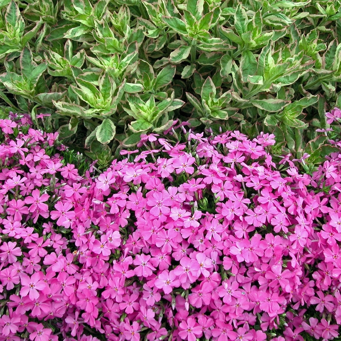 Emerald Pink Creeping Phlox - Phlox subulata 'Emerald Pink' (Creeping Phlox) from Milmont Greenhouses Emerald Pink Creeping Phlox - Phlox subulata 'Emerald Pink' (Creeping Phlox) from Milmont Greenhouses